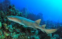 Nurse-shark.jpg