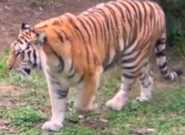 Okland Zoo Tiger