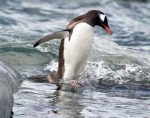 Penguin, Gentoo.jpg