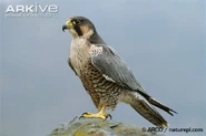 Peregrine Falcon as Elsa