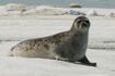 Ringed Seal