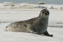 Sealsurvey 02.jpg