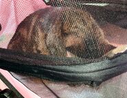 Grisette in a cat stroller