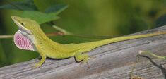 Anole Lizard.jpg