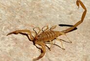 Arizona-Bark-Scorpion