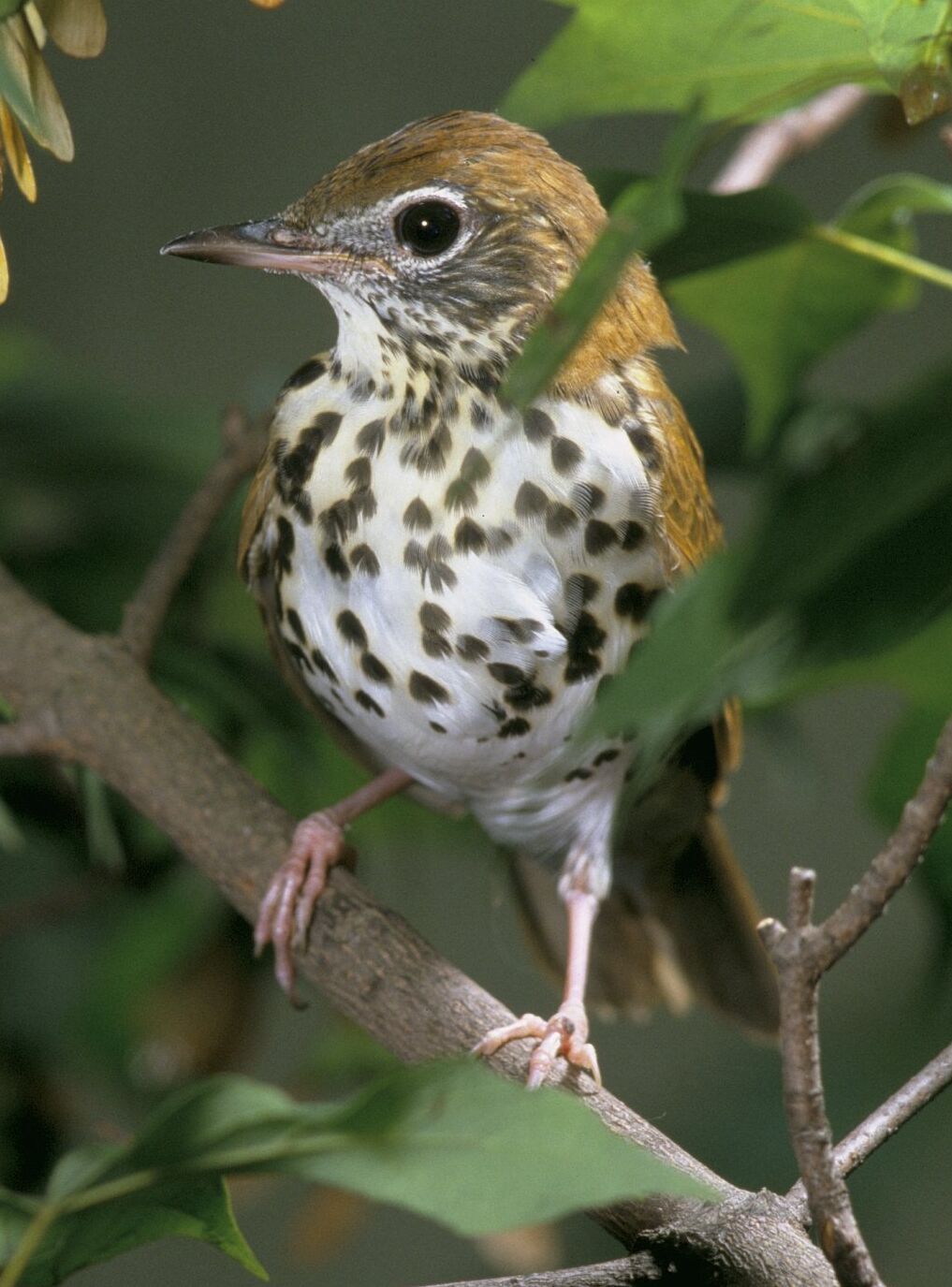 Thrush (bird) - Wikipedia