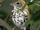 Wood Thrush