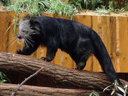 Binturong.jpg