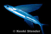 California flying fish.jpg