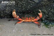 Edible-crab-in-the-defence-position-on-seashore