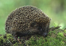 European hedgehog 1.jpg