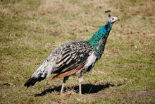Female peafowl.jpg