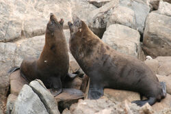 Fur seal, New Zealand.jpg