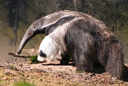 Giant Anteater as Heatmor