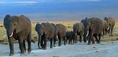 Heard Of Majestic Elephants.jpg (8 KB)