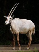 Oryx, Arabian