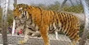 Phelidelphia Zoo Tiger.png (2.34 MB)