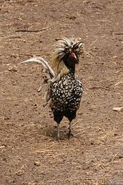 Polish Chicken.jpg.jpg