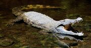 Saltwater Crocodile