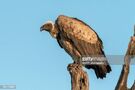 Vulture as Moon