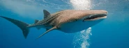 Whale-Shark-Homepage.jpg (118 KB) Whale Shark