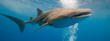 Whale-Shark-Homepage.jpg