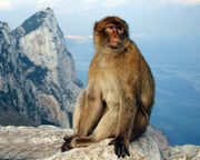 Barbary macaque (Macaca sylvanus)