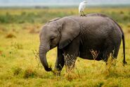 Egret Elephant