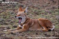 Ethiopian Wolf.jpg