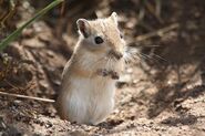 Mongolian Gerbil as Hamster