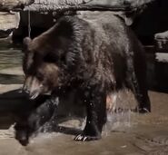 Grizzly bear in denver zoo