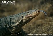 Nile-monitor-showing-forked-tongue