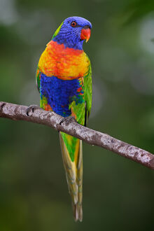 Rainbow lorikeet.jpg