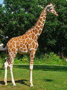 Reticulated Giraffe as Georgina the Giraffe