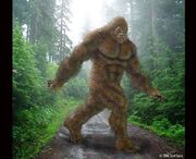 Sasquatch