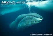 Whale, Bowhead