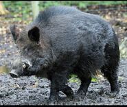 Wild boar (Sus scrofa)