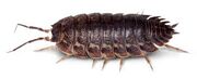 Woodlouse.jpg
