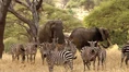 Zebras and Elephants.jpg (153 KB)