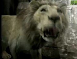 List of Species in Animal Face Off | The Parody Wiki | Fandom List of Species in Animal Face Off | The Parody Wiki | Fandom