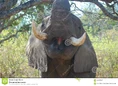 African-bush-elephant-loxodonta-africana-close-up-mouth-tusks-kruger-national-park-south-africa-40757358.jpg (204 KB)