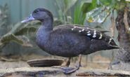 African Black Duck as Bernier's Teal