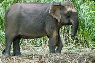 Bornean Elephant Cow