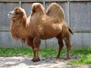 Domestic Bactrian Camel as Scally