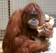 El Paso Zoo Orangutan