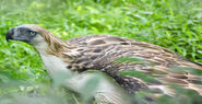 Female Philippine Eagle