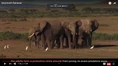 Friendly Elephants.png (1.52 MB)
