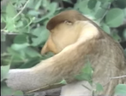 HAA Proboscis Monkey