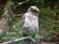 Blakiston's Fish Owl (Bubo blakistoni)