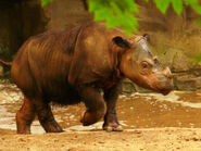 Sumatran Rhinoceros as Nom Nom